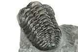 Phacopid (Adrisiops) Trilobite - Jbel Oudriss, Morocco #251653-2